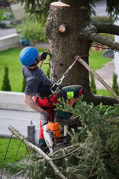 Lawn Pest Prevention in Brookville, PA