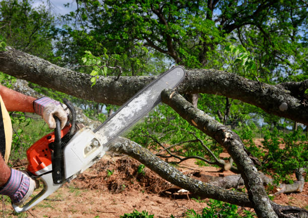 How Our Tree Care Process Works  in  Brookville, PA